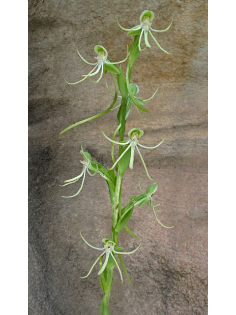 Habenaria quinqueseta (Longhorn bog orchid) #42220