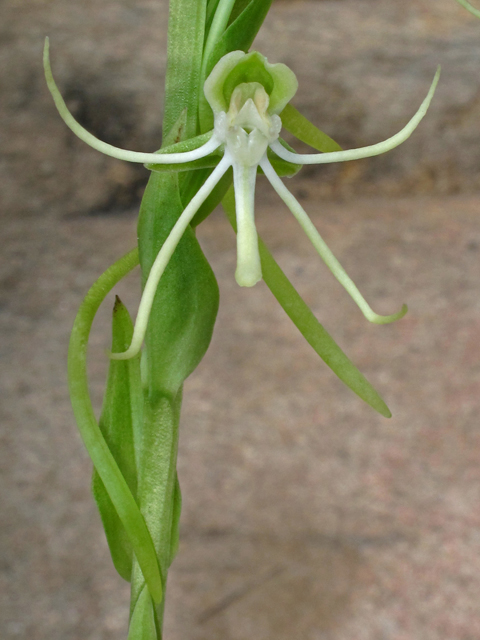 Habenaria quinqueseta (Longhorn bog orchid) #42221