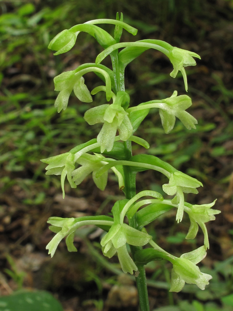 Platanthera clavellata (Small green wood orchid) #42229