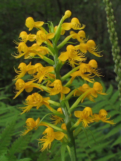 Platanthera cristata (Crested yellow orchid) #42235
