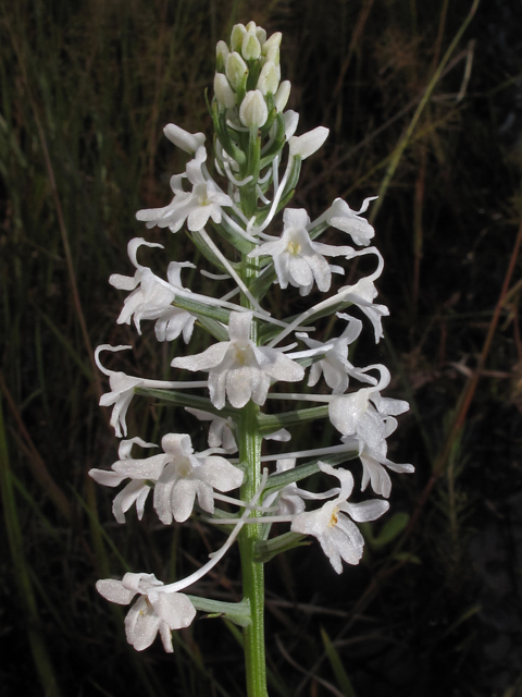 Platanthera nivea (Snowy orchid) #42275
