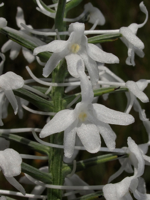 Platanthera nivea (Snowy orchid) #42276