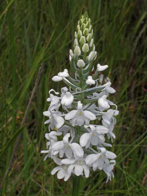 Platanthera nivea (Snowy orchid) #42278