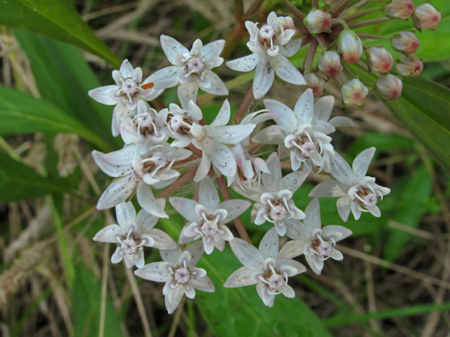Asclepias perennis (White swamp milkweed) #42285