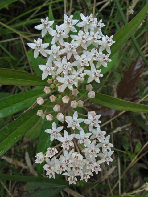 Asclepias perennis (White swamp milkweed) #42286