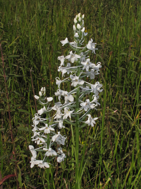Platanthera nivea (Snowy orchid) #42288