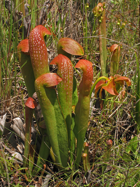 Sarracenia minor (Hooded pitcherplant) #42292