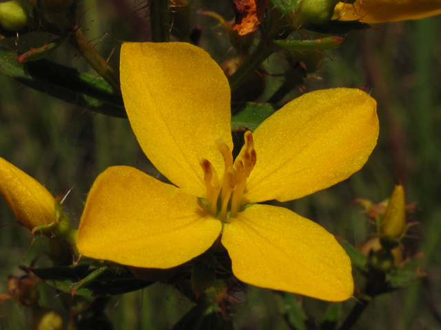 Rhexia lutea (Yellow meadow beauty) #42294