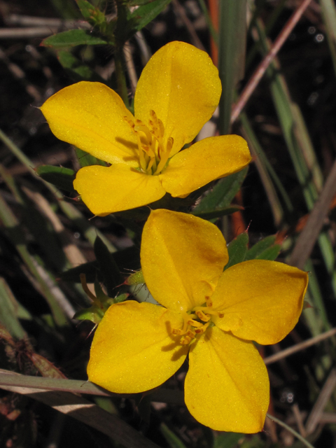 Rhexia lutea (Yellow meadow beauty) #42295