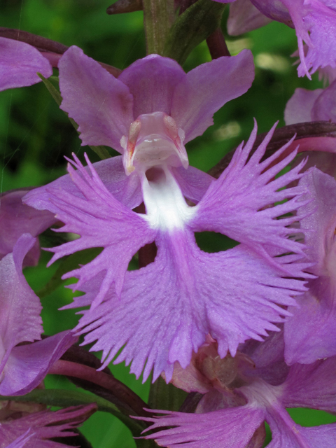 Platanthera grandiflora (Greater purple fringed orchid) #42328