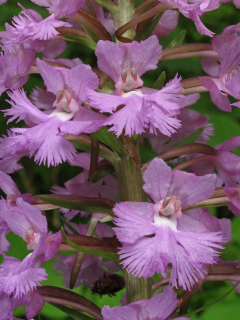 Platanthera psycodes (Lesser purple fringed orchid) #42333