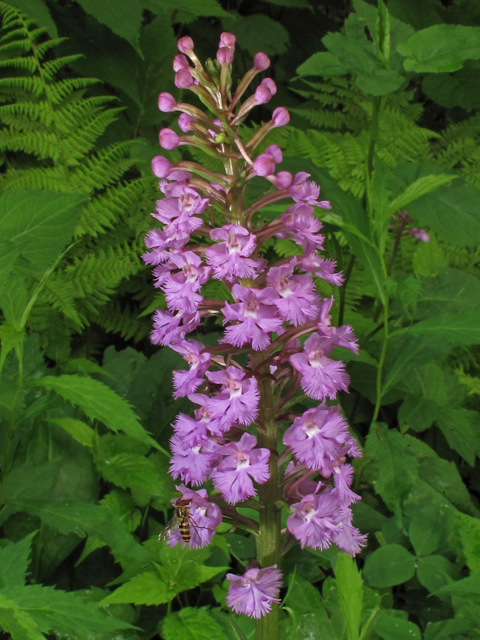Platanthera psycodes (Lesser purple fringed orchid) #42334