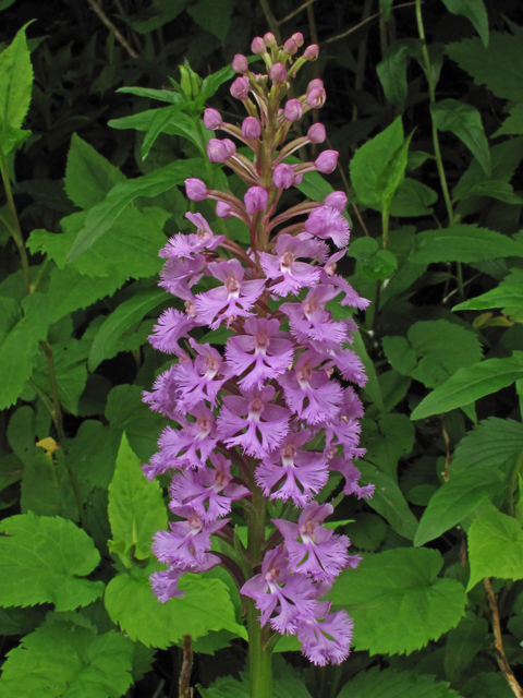 Platanthera psycodes (Lesser purple fringed orchid) #42335