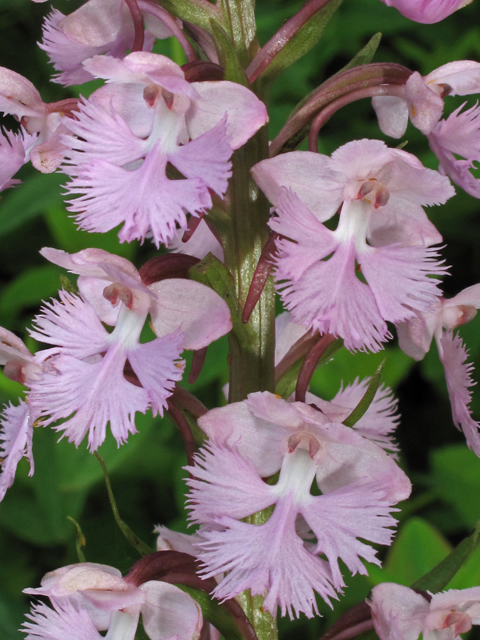 Platanthera psycodes (Lesser purple fringed orchid) #42336