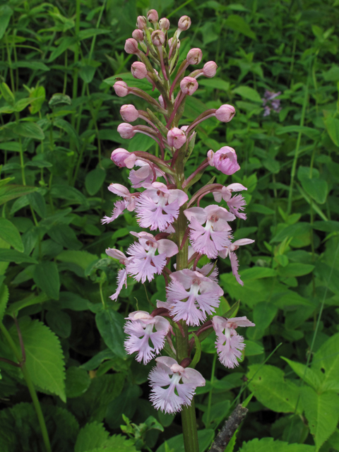 Platanthera psycodes (Lesser purple fringed orchid) #42337