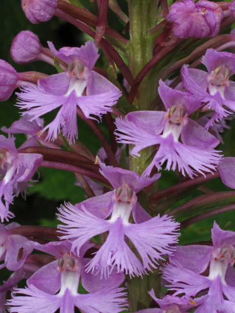 Platanthera psycodes (Lesser purple fringed orchid) #42338