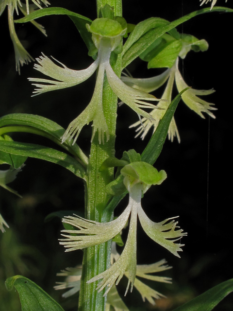 Platanthera lacera (Green fringed orchid) #42340