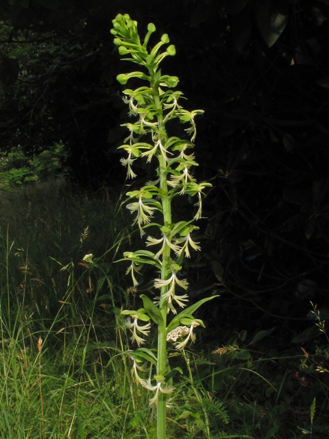 Platanthera lacera (Green fringed orchid) #42341