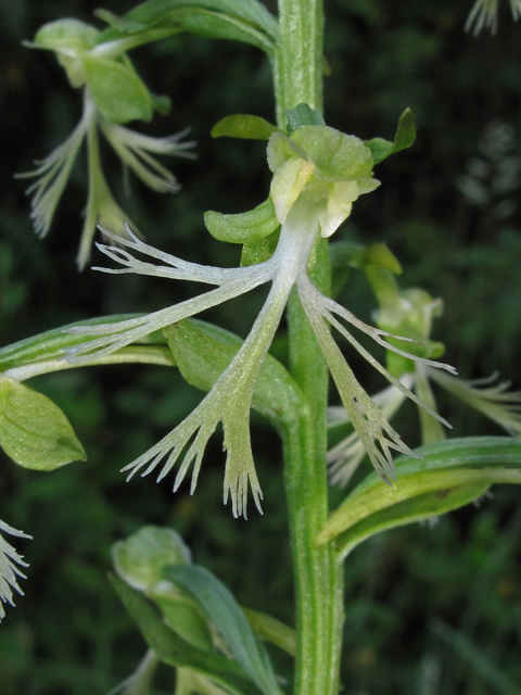 Platanthera lacera (Green fringed orchid) #42342