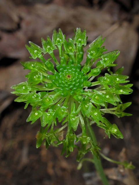 Malaxis unifolia (Green adder's-mouth orchid) #42343