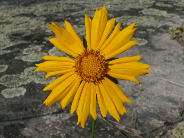 Coreopsis grandiflora var. saxicola (Rock largeflower tickseed) #42349