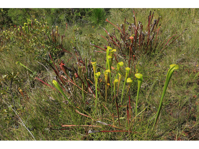 Sarracenia alata (Yellow trumpets) #42540