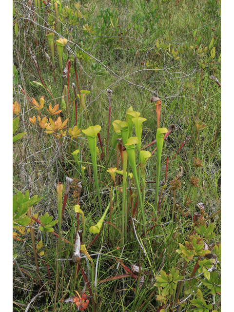 Sarracenia alata (Yellow trumpets) #42541