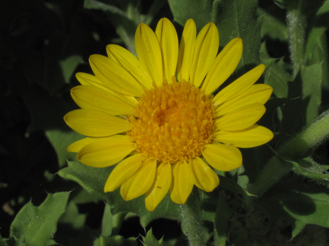Rayjacksonia phyllocephala (Camphor daisy) #42545