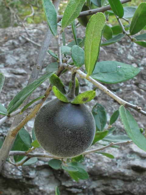 Diospyros texana (Texas persimmon) #42554
