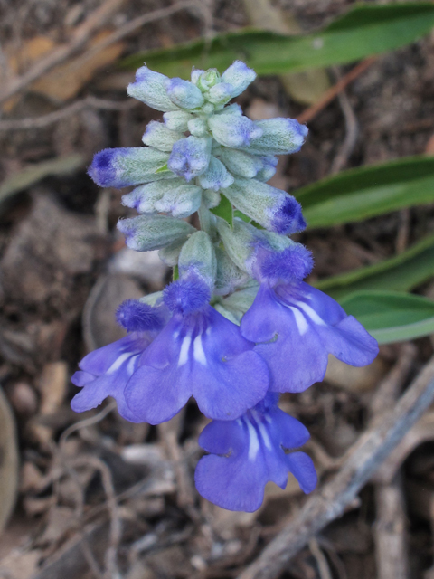 Salvia farinacea (Mealy blue sage) #42555