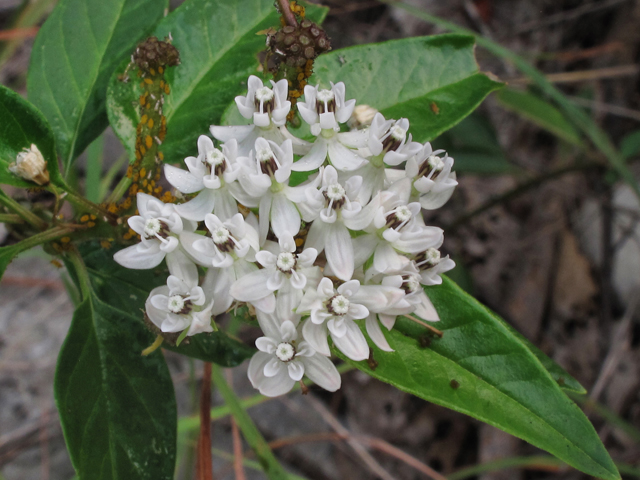 Asclepias texana (Texas milkweed) #42556