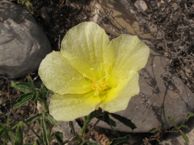 Hibiscus coulteri (Desert rosemallow) #42579