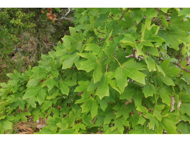 Acer grandidentatum (Bigtooth maple) #42612