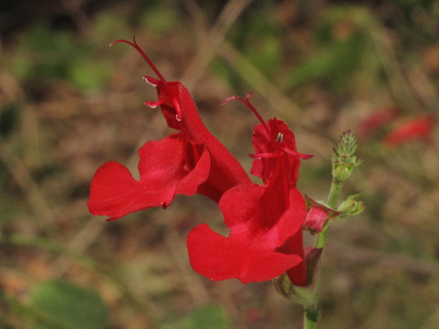 Salvia coccinea (Scarlet sage) #42615