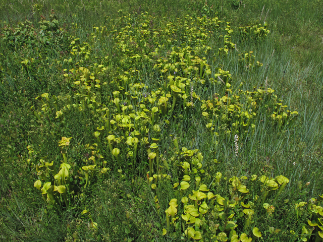 Sarracenia oreophila (Green pitcherplant) #42626