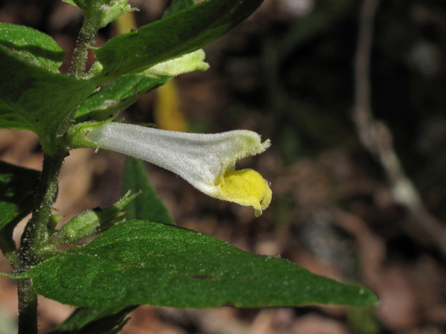 Melampyrum lineare var. latifolium (Narrowleaf cowwheat) #42629