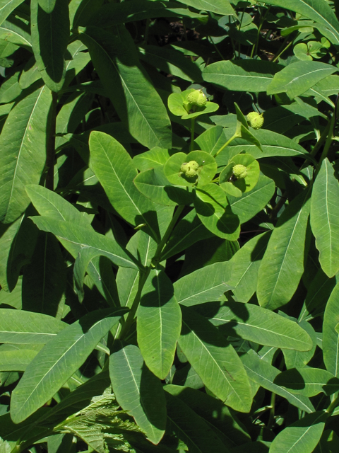 Euphorbia purpurea (Darlington's glade spurge) #42631