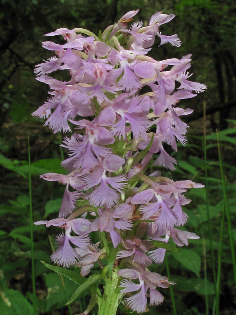 Platanthera psycodes (Lesser purple fringed orchid) #42639