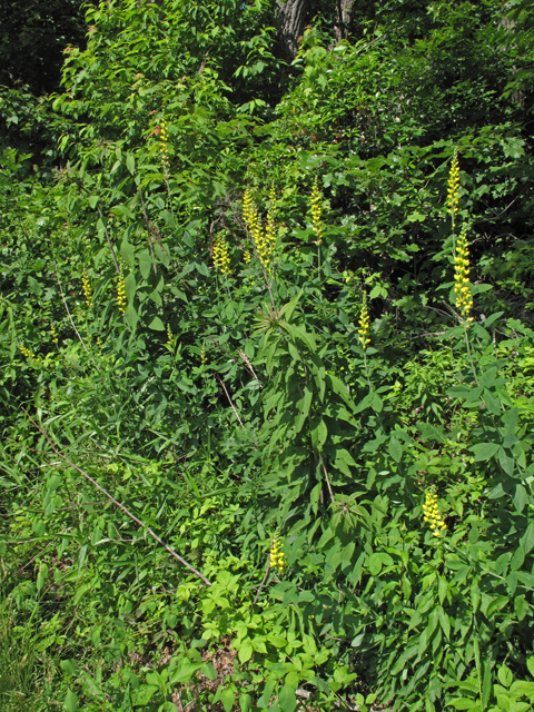 Thermopsis villosa (Carolina bushpea) #42645