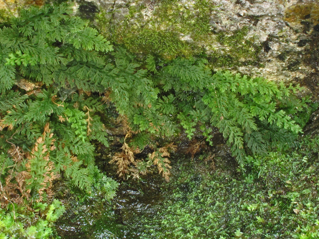 Trichomanes boschianum (Appalachian bristle fern) #42656