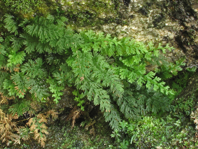 Trichomanes boschianum (Appalachian bristle fern) #42657