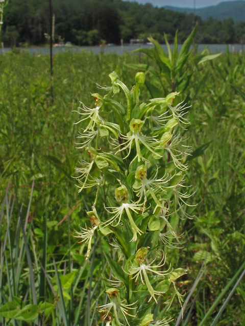 Platanthera lacera (Green fringed orchid) #42686