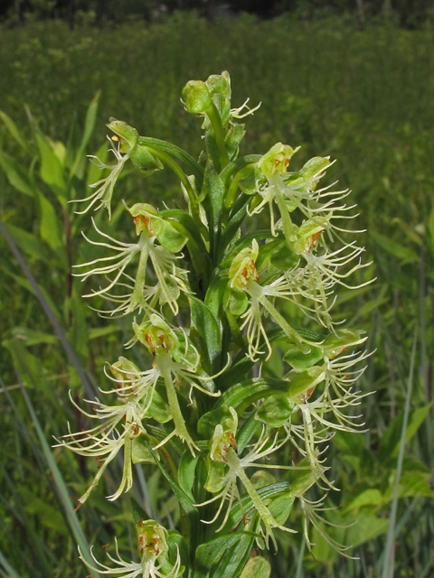 Platanthera lacera (Green fringed orchid) #42688