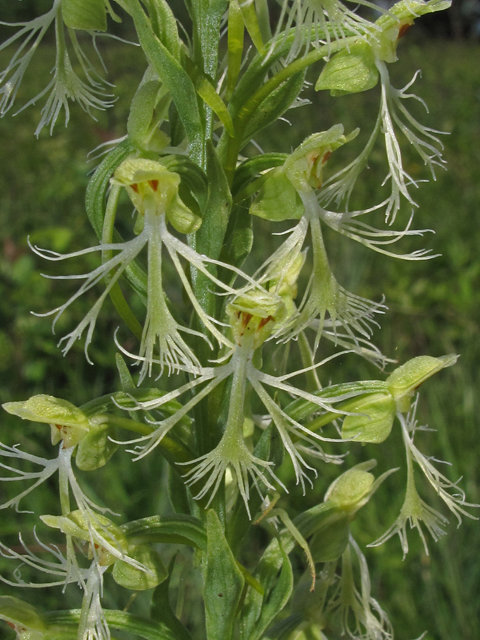 Platanthera lacera (Green fringed orchid) #42690