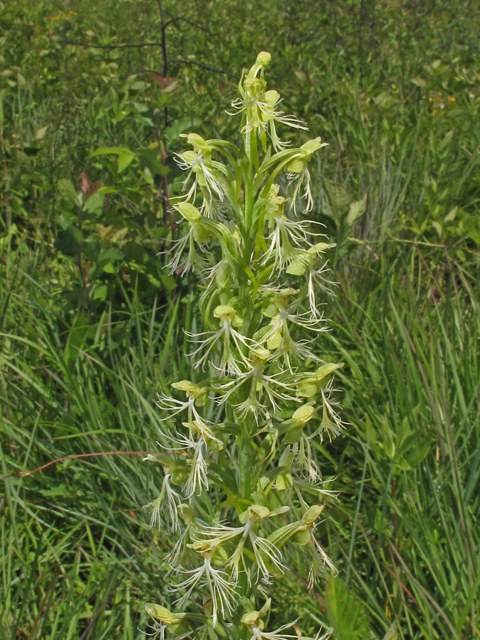 Platanthera lacera (Green fringed orchid) #42691