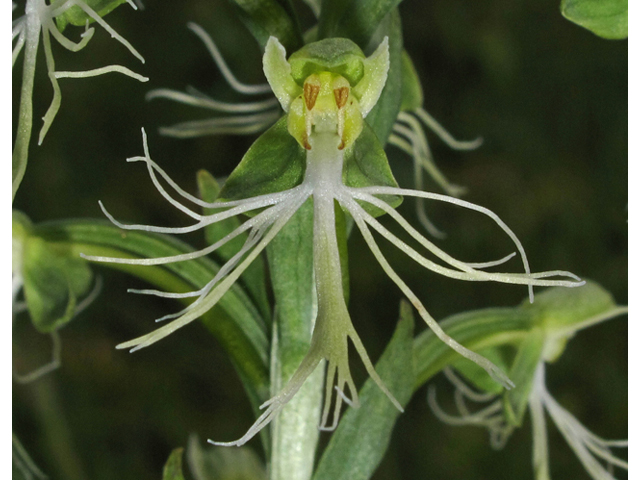 Platanthera lacera (Green fringed orchid) #42692