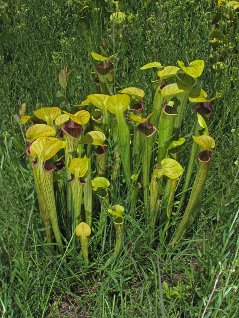 Sarracenia oreophila (Green pitcherplant) #42693