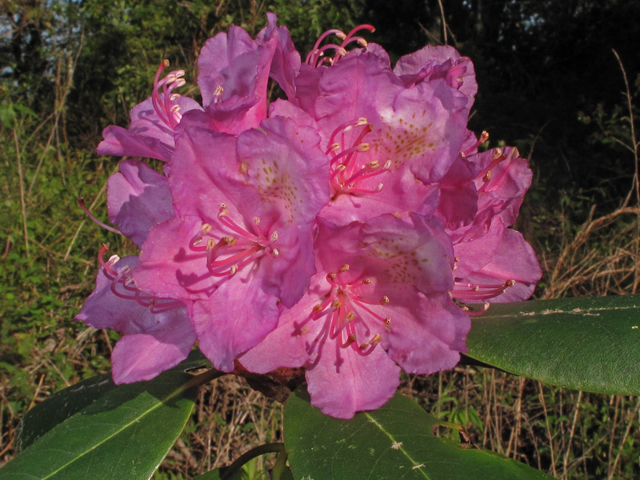 Rhododendron catawbiense (Catawba rosebay) #42695