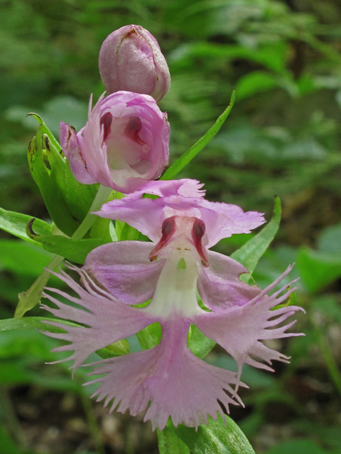 Platanthera grandiflora (Greater purple fringed orchid) #42704