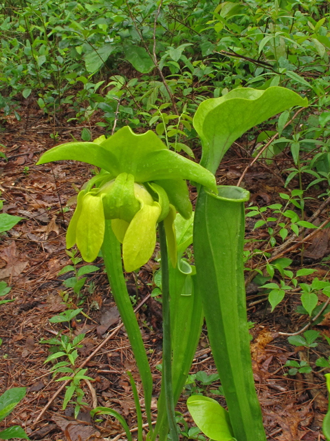 Sarracenia oreophila (Green pitcherplant) #42745